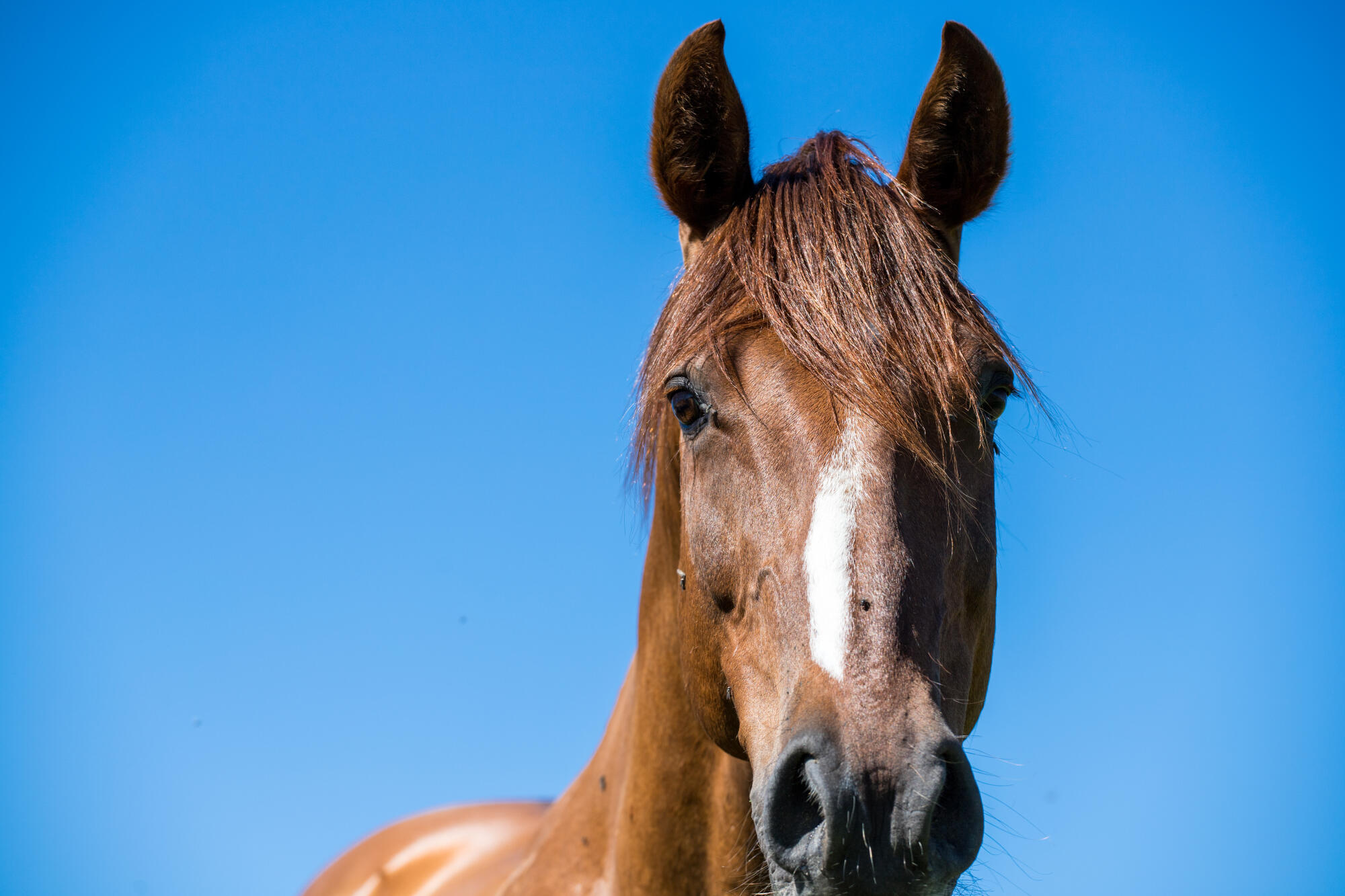 Southern Pines Horse Riding Trails Add Local Charm to Retirement
