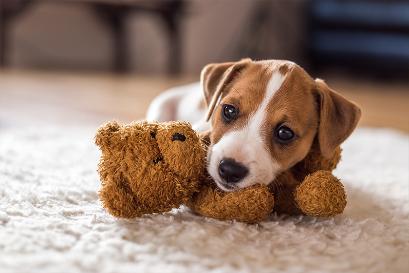 How Pets Help Maintain Your Physical And Mental Health After Retirement